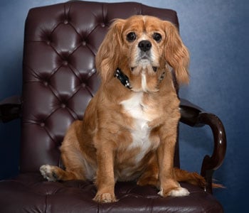 Photo of Ollie